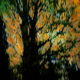Trees and Leaves