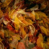 Autumn Garden 4