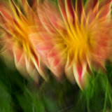 Dahlias
