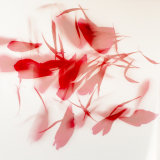 Deconstructed peonies 1