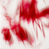 Deconstructed peonies 2