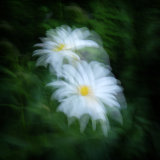 Dog Daisies 3