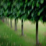 Erddig Lime Trees