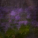 Garden-14