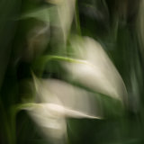 Lillies