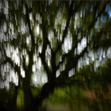 Llanberis Tree 2016
