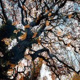 Llangoed Autumn Reflection