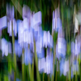 Llangoed Bluebells 1