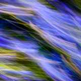 Llangoed Bluebells 2