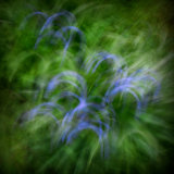 Llangoed Bluebells 3