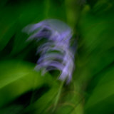 Llangoed Bluebells