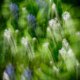 Llangoed Garlic & Bluebells