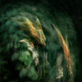 Llangoed Grasses 1
