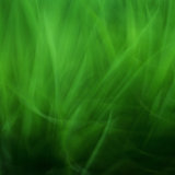 Llangoed Leaves