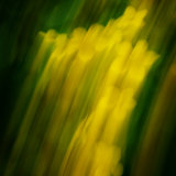 Llangoed Marsh Marigolds