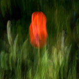 Llangoed Poppy