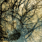 Llangoed Trees