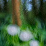 Llangoed dandelion trio