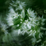 Llangoed wild garlic