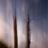 Llyn Dinas Trees
