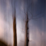 Llyn Dinas Trees