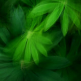 Lupin Leaves
