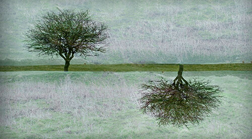 Penmon Tree