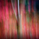 Plas Rhianfa Acer
