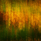 Treborth Autumn