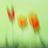 Tulip Trio