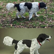 Zollie Collie, Commission 2020