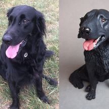Willow, Flat Coated Retriever, Commission 2019