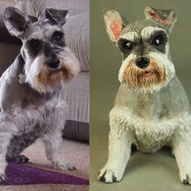 Misty Schnauzer, commission 2019