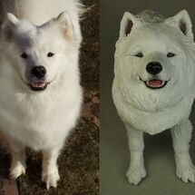 Poppy Samoyed, Commission 2020