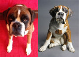 Billie Boxer, Commission 2014