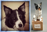 Billy Border Collie, Miniature Commission 2014