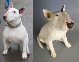 Lucy, Bull Terrier Commission 2012