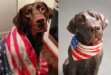Dexter Labrador, Commission 2014