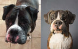 Alfie Boxer, Commission 2013