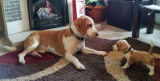 Benny meets Benny, Commission 2012