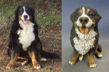 Bernese Mountain Dog, Commission 2012