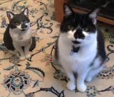 Biscuit meets Biscuit, 2012