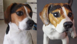 Bob The Beagle, 2015