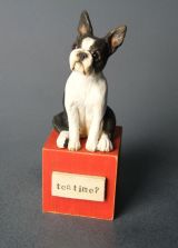 Boston Terrier Miniature.