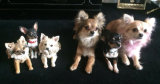 Chihuahua Chorus Line! 2014