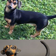 Flo Dachshund, commission 2016