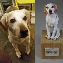 Freedom the Beagle, commission 2019