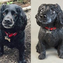 Holly Spaniel, Commission 2018