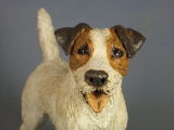 Parson Jack Russell 2012