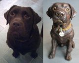 Jasper Labrador, Commission 2015